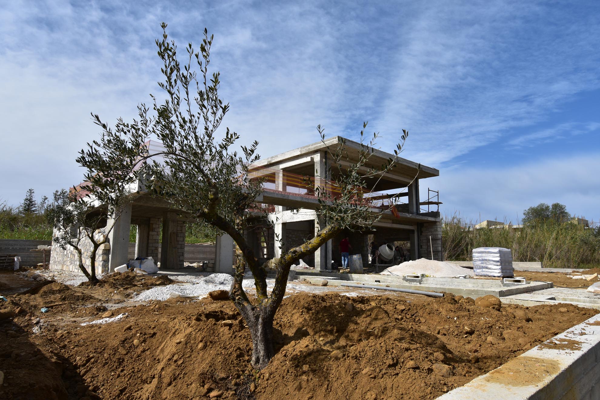 Placing the olive trees in their final position